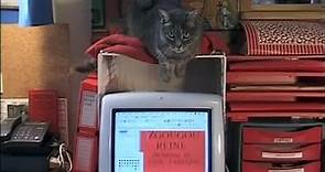 MUBI - Agnès Varda's short tribute to her cat Zgougou, 2002.