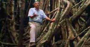 How the Fig Tree Strangles other Plants | David Attenborough | BBC Studios