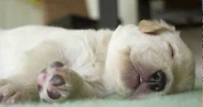 Secret Life of Dogs: Cute Labrador puppies sleeping and dreaming