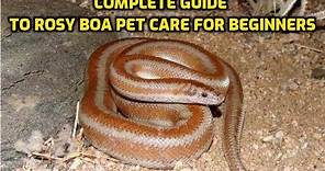 Complete Guide To Rosy Boa Pet Care For Beginners