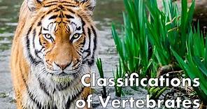 Classifications of Vertebrates