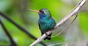 Birds of Mexico: Hummingbirds