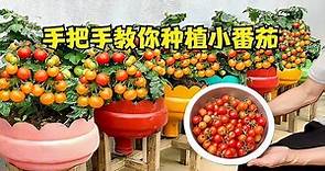在家这样种矮生小番茄，让你75天就能收获一大盆小番茄，产量真高