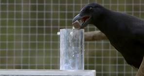 Are Crows the Ultimate Problem Solvers? | Inside the Animal Mind | BBC Earth