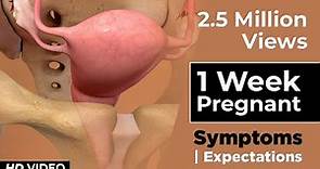 1 Week Pregnant Baby Development - Pregnancy Symptoms Week by Week