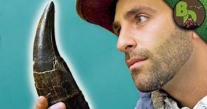 The MOST FAMOUS DINOSAUR Tooth!