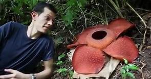 Botanist Alastair Robinson sticking his nose inside a Rafflesi...