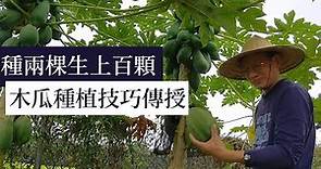 木瓜種植方法教學，四個要點，讓兩棵木瓜生百顆以上 | 阿星種植