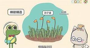 108新課綱｜七下生物｜【觀念】植物界－蘚苔植物