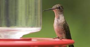 The Sounds of Hummingbirds