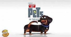 Meet Buddy - The Secret Life of Pets