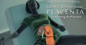 development of the placenta-labor and delivery - birth-embryology-placental maternal side formation