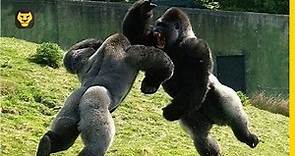 10 Datos curiosos de los Gorilas
