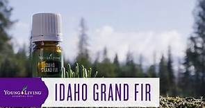 Idaho Grand Fir | Young Living Essential Oils