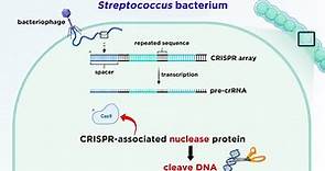 CRISPR-Cas9 Genome Editing Technology