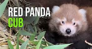 Another First at Altina Wildlife Park! Endangered Red Panda Cub Born!