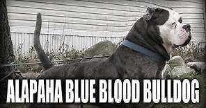 THE ALAPAHA BLUE BLOOD BULLDOG - A QUICK LOOK AT THE HISTORY AND BREED STANDARD
