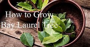 How to Grow Bay Laurel | Complete Growing Guide
