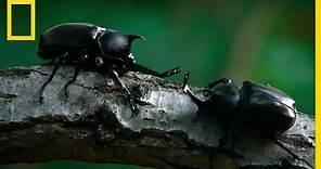 Comment les scarabées-rhinocéros se battent pour les femelles