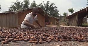 Côte d'Ivoire : la culture du cacao menacée par la déforestation