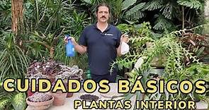 CUIDADOS BÁSICOS para tus PLANTAS DE INTERIOR - Jardinatis