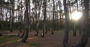Poland’s Mysterious ‘Crooked Forest’ | Discovery Channel