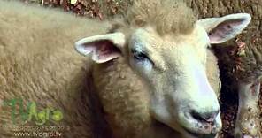Curiosidades de las ovejas - TvAgro por Juan Gonzalo Angel