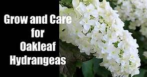 How to Grow and Care for Oakleaf Hydrangeas