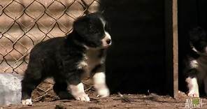 Border Collie Pups Ruffle Some Feathers | Too Cute!