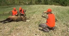 Elk Hunting 101