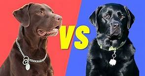 Black Lab Vs Chocolate Lab - Compare and Contrast the popular labs