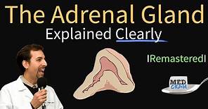 Adrenal Gland (Adrenal Cortex) Anatomy, Physiology, Disorders, and Hormones