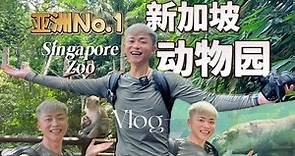 【新加坡旅行vlog.3】新加坡动物园简直可以封神了｜新加坡出行地铁攻略｜新加坡旅游｜新加坡自由行｜新加坡vlog｜新加坡攻略｜新加坡景点