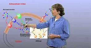 Glycan synthesis - Carolyn Bertozzi (Berkeley)