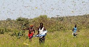 一隻成蟲每日吃2克作物　數百億蝗蟲釀東非糧食危機 | 上報 | LINE TODAY
