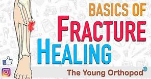 Fracture Healing | ANIMATION | BASICS | The Young Orthopod