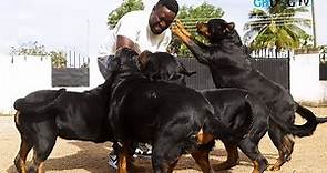 One of Africa's Best Rottweiler Kennels | Haus of Vigilio Rottweilers
