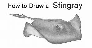 How to Draw a Stingray