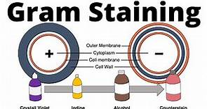 Gram positive and gram negative bacteria (Gram Staining procedure explained)