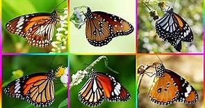 Mariposa Monarca: Características ¿Cómo Identificarla?