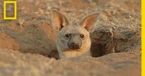 Meet the Aardwolf: A Cute Animal You Never Knew Existed | National Geographic