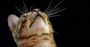How Do Cats Use Their Whiskers? Slow-Motion | Cats Uncovered | BBC Earth