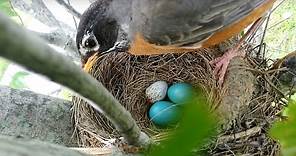 Brood parasitism: American Robin rejects a Cowbird egg