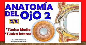 🥇 Anatomía del OJO 2/3 - Túnica Media y Túnica Interna