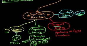 Hepatic Physiology 1: Functions of the Liver