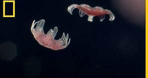 ¿Como NACEN las medusas? Mira como lo hacen. | National Geographic en Español
