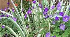 Iris Pallida Variegata foliage in... - Schreiner's Gardens