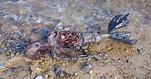影／不再是傳說？英國海岸驚見美人魚屍骸　引發網友熱議 | 國際 | 三立新聞網  SETN.COM