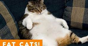 Funniest Fat Cat Compilation September | Funny Pet Videos