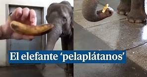 La sorprendente maestría del elefante 'pelaplátanos' en el zoo de Berlín